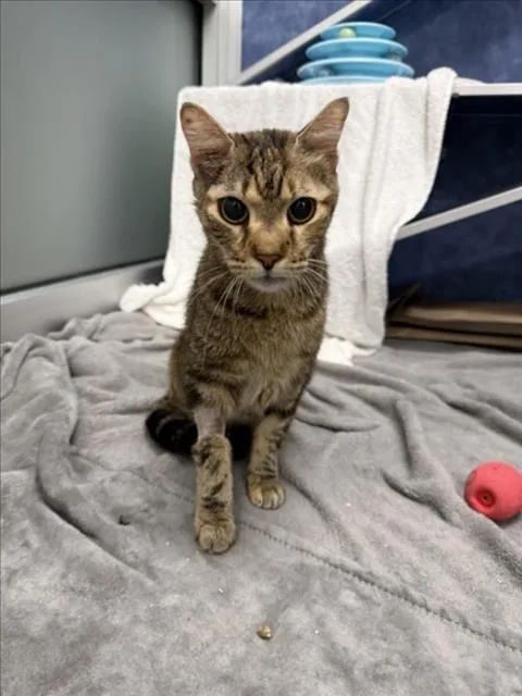 An adult small-sized female Domestic Short Hair cat named Cocacola for adoption in Loveland, CO