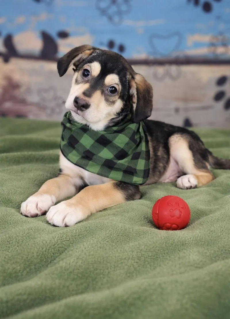 A baby medium-sized male Golden Retriever dog named Ian for adoption in Mount Laurel, NJ