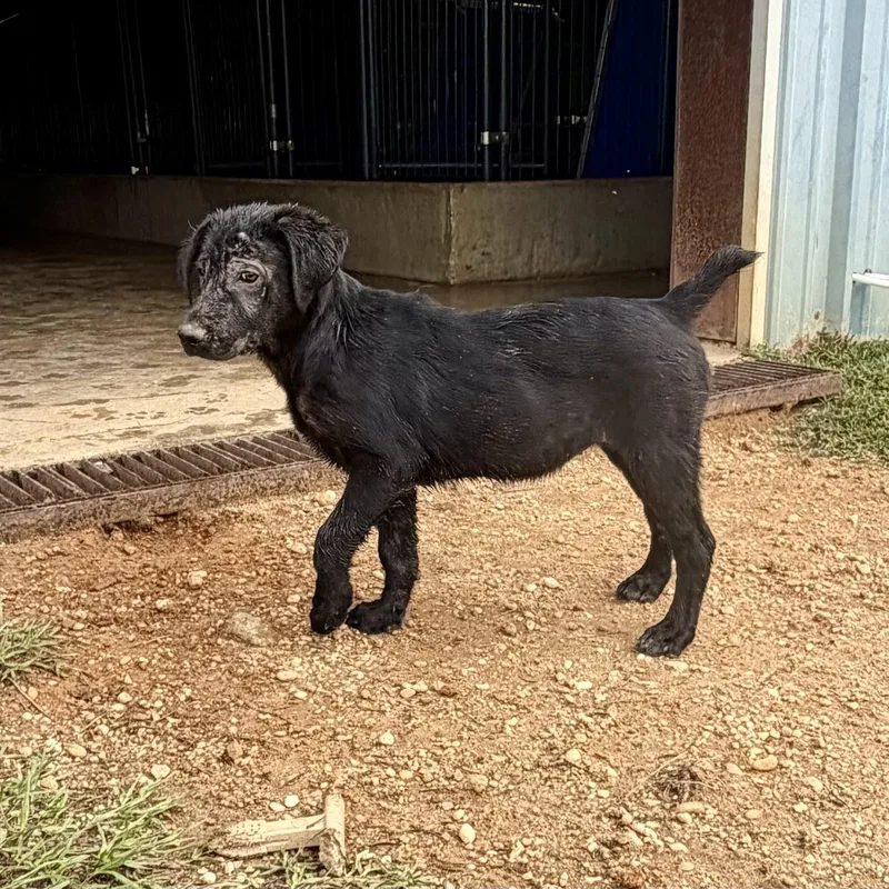 A young medium-sized female Black Mixed Breed dog named Brooklyn for adoption in Brewton, AL