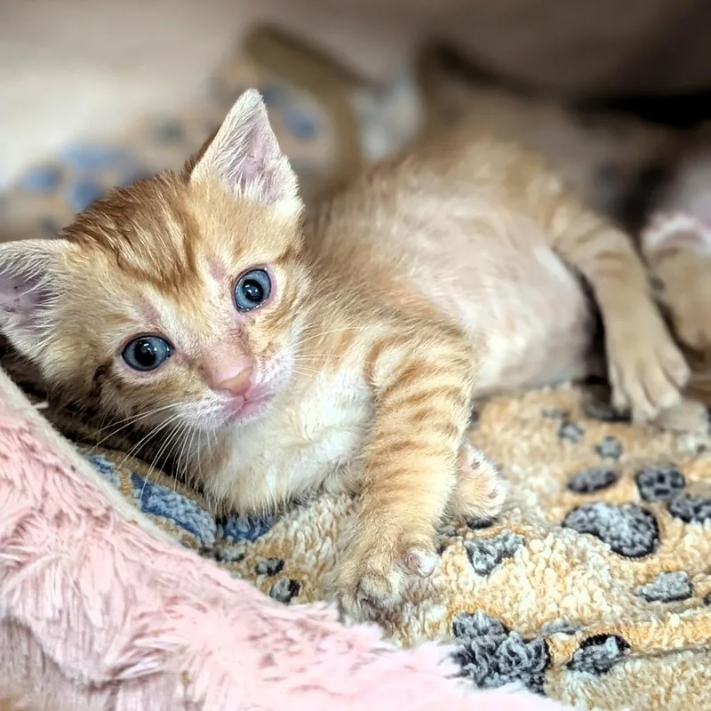 A baby small-sized male Orange / Red Domestic Short Hair cat named Chester for adoption in Buchanan Dam, TX