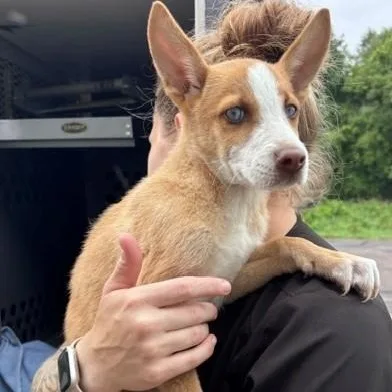 A baby medium-sized female Red / Chestnut / Orange Mixed Breed dog named Piper for adoption in Allegan, MI