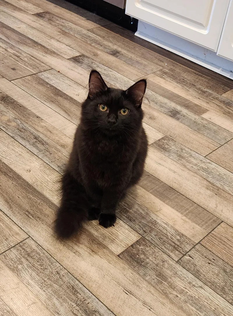 A young medium-sized female Black Domestic Long Hair cat named Slick for adoption in Houghton Lake, MI