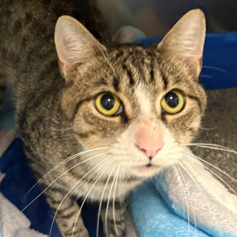 An adult medium-sized male Domestic Short Hair cat named Oliver for adoption in East Hanover, NJ