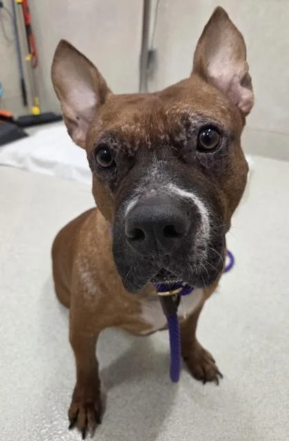 An adult large-sized male Mixed Breed dog named Batman for adoption in Honolulu, HI