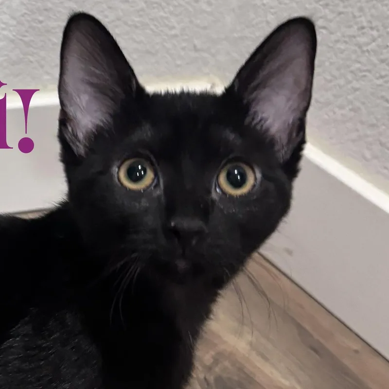 A baby medium-sized male Black Domestic Short Hair cat named Crimini for adoption in San Diego, CA