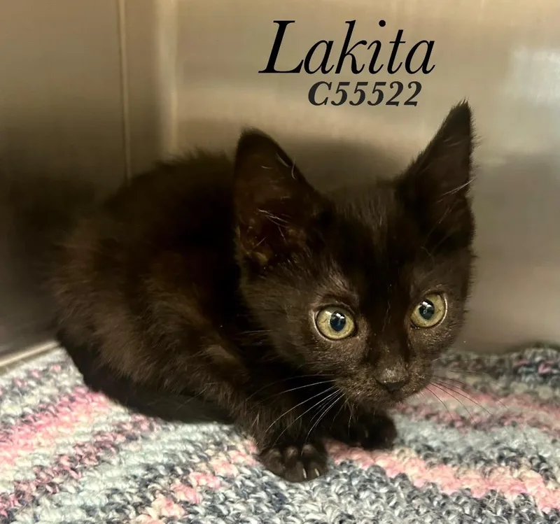 A baby medium-sized female Domestic Short Hair cat named Lakita for adoption in Clarksville, TN