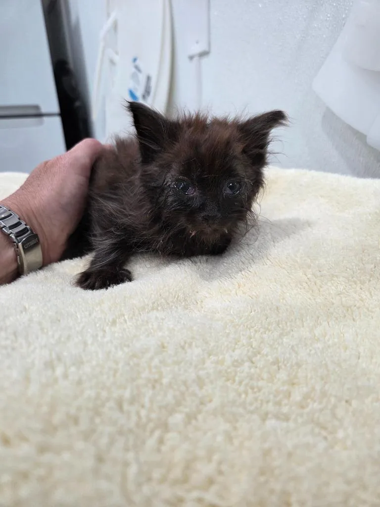 A baby small-sized male Domestic Long Hair cat named Moses for adoption in Brookings, OR