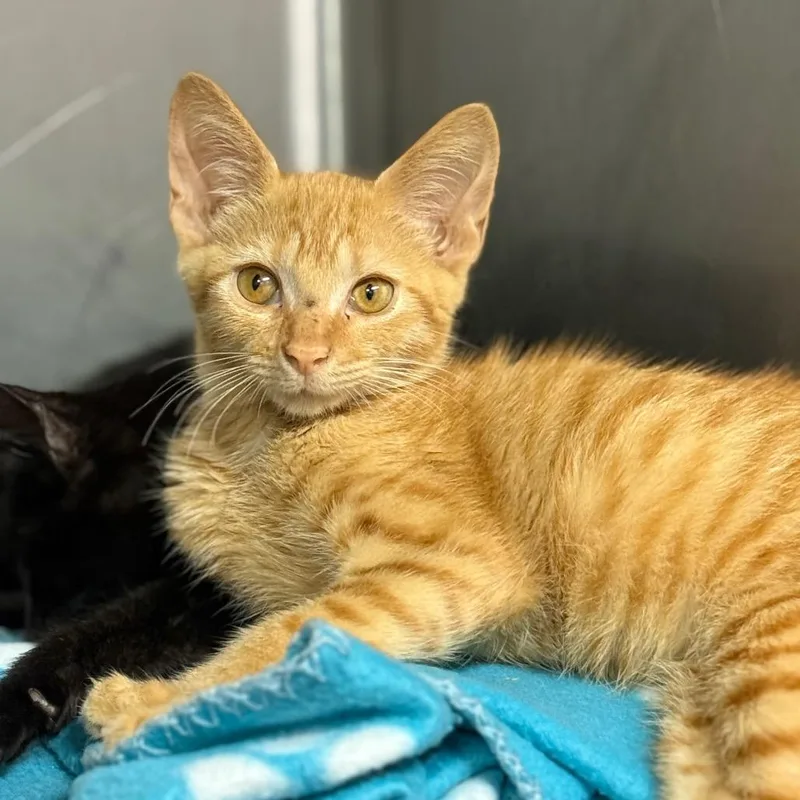 A baby small-sized male Orange / Red Domestic Short Hair cat named Ron for adoption in Lauderhill, FL