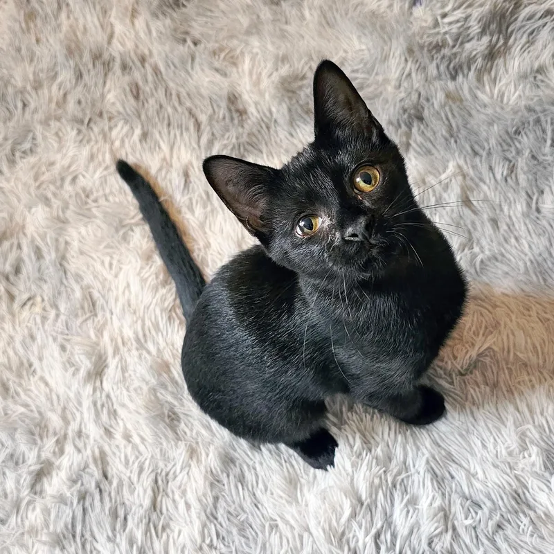 A baby medium-sized female Black Domestic Short Hair cat named Essi for adoption in Apex, NC