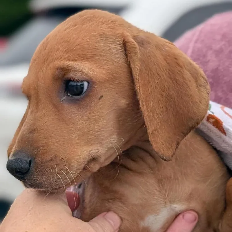 A baby medium-sized female Terrier dog named Rosalie for adoption in St. Charles, IL