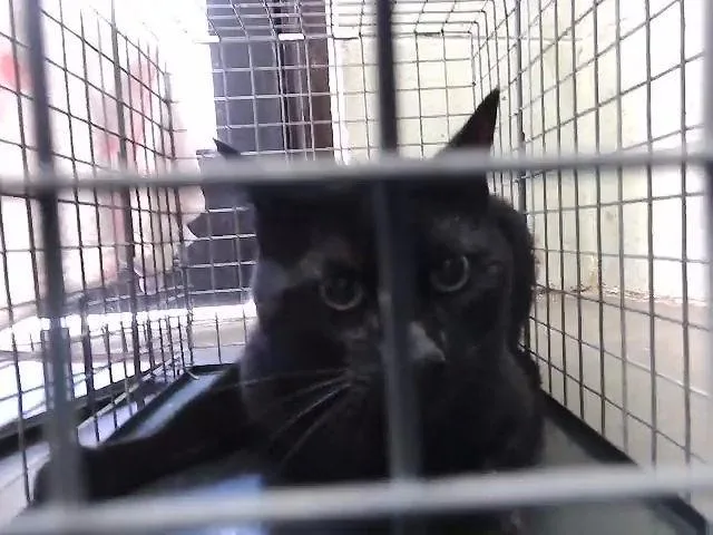 A young medium-sized male Domestic Short Hair cat named Dexter for adoption in Tulsa, OK