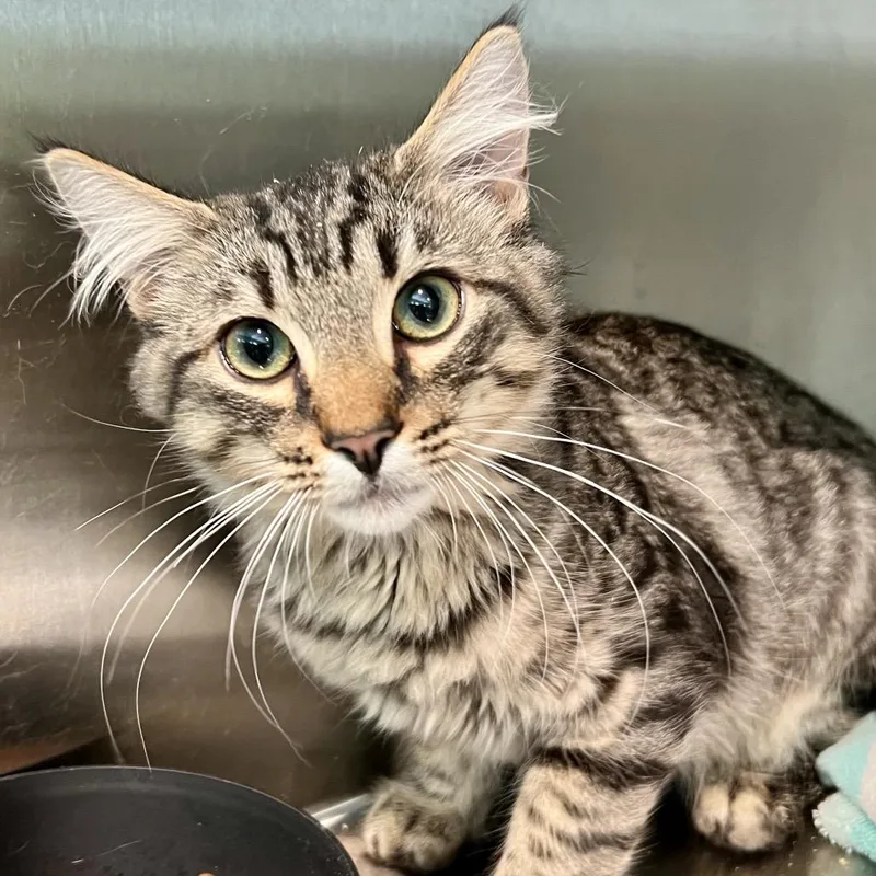 A baby small-sized male Domestic Medium Hair cat named Sparrow for adoption in Cumming, GA
