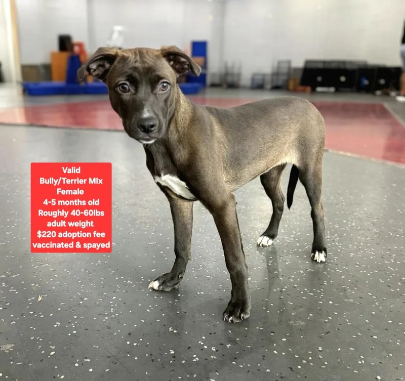 A young medium-sized female American Bully dog named Valid for adoption in Oviedo, FL