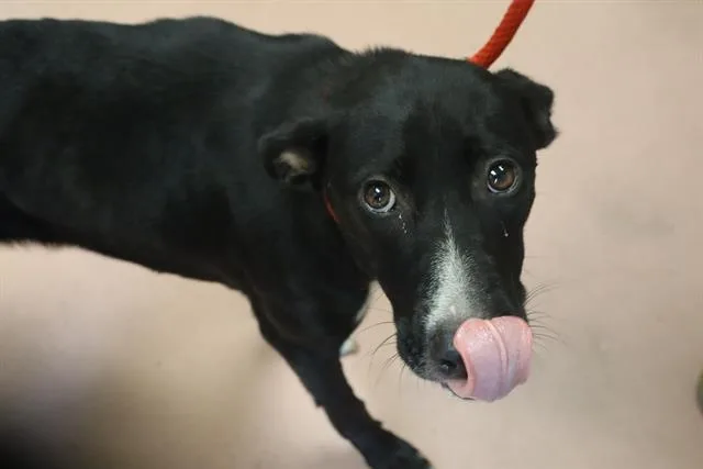 A young medium-sized female Mixed Breed dog named Shepard for adoption in Columbia, SC