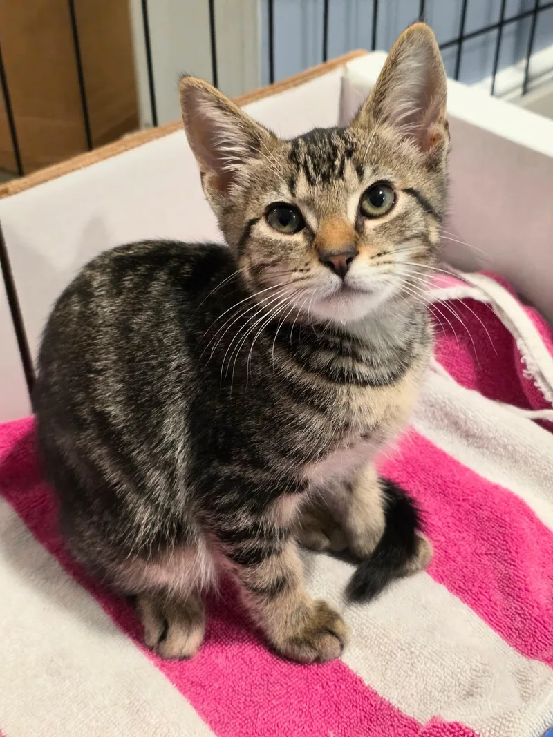 A baby medium-sized male Tabby (Buff / Tan / Fawn) Domestic Short Hair cat named Greasy Biscuit for adoption in Richmond, VA