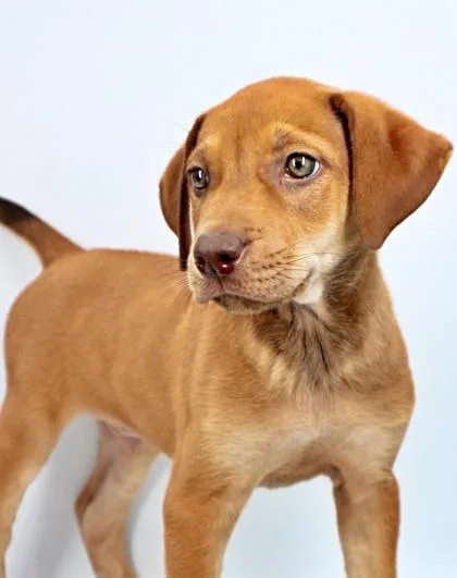 A baby large-sized male Rhodesian Ridgeback dog named Bieber for adoption in Morton Grove, IL