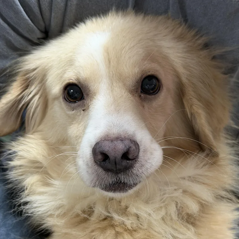 Pappy thumbnail 2