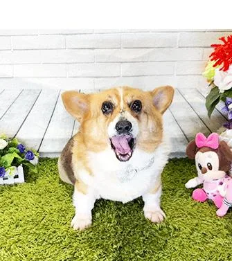 A senior medium-sized female Brown / Chocolate Corgi dog named Cori for adoption in Castro Valley, CA