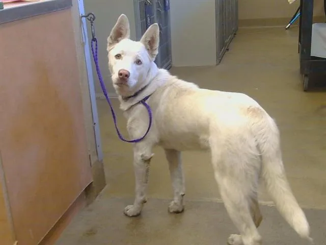 A young large-sized male Husky dog named Fergus for adoption in Sacramento, CA