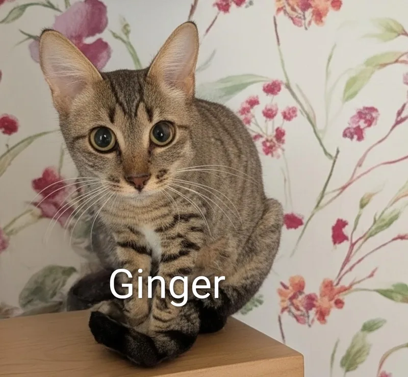 A young medium-sized female Buff / Tan / Fawn Domestic Short Hair cat named Roquette for adoption in Fort Myers Beach, FL