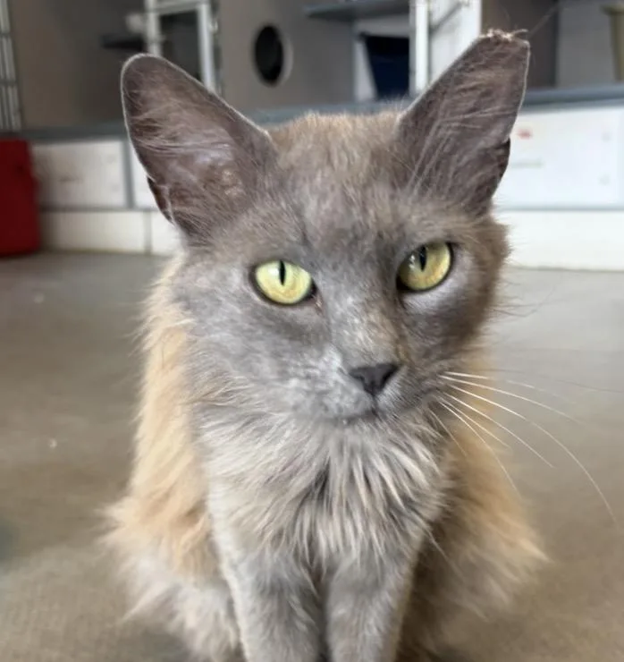 An adult medium-sized female Gray / Blue / Silver Domestic Medium Hair cat named Madam Marley for adoption in Grass Valley, CA