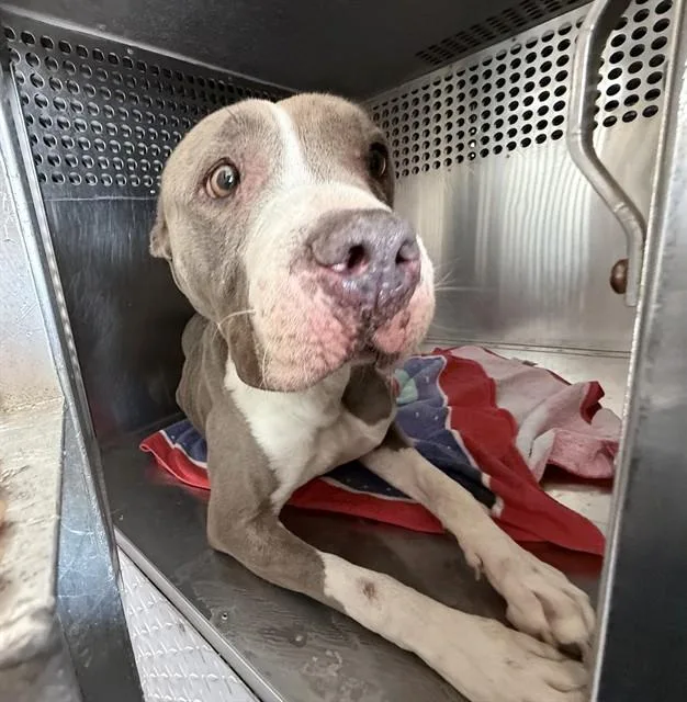 An adult large-sized female Pit Bull Terrier dog named Glinda for adoption in Phoenix, AZ