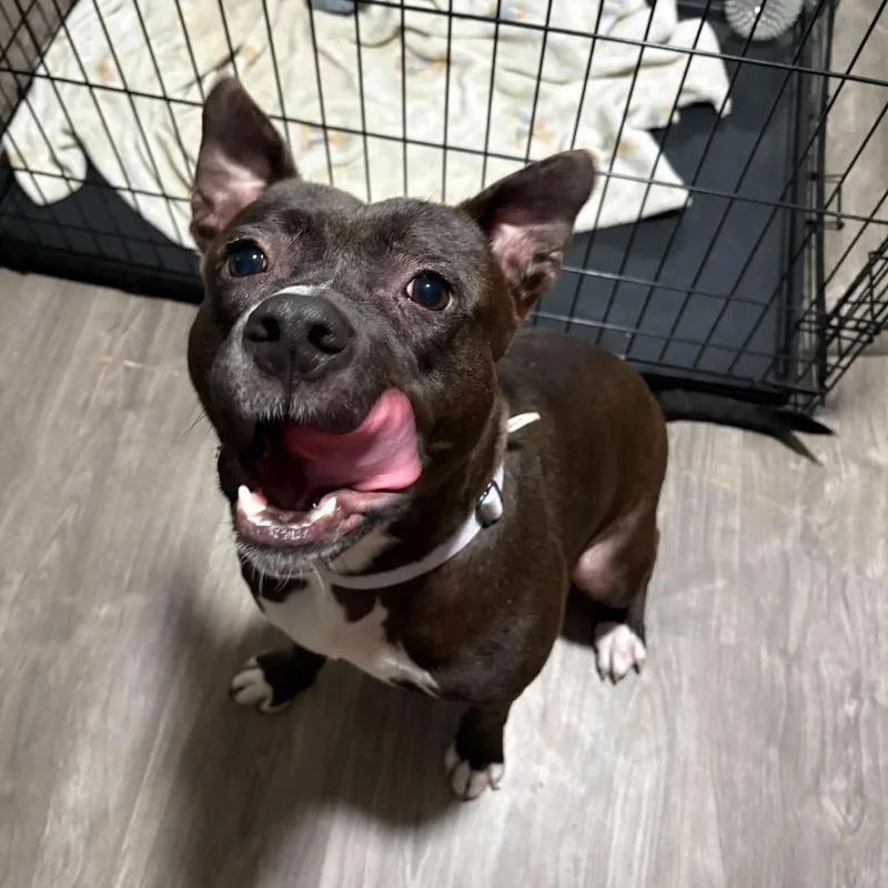 An adult medium-sized female Staffordshire Bull Terrier dog named Jazzy for adoption in Yonkers, NY