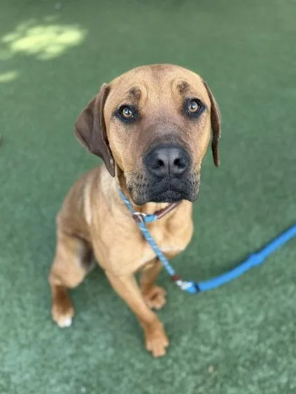 An adult large-sized female Fila Brasileiro dog named Luna The Love for adoption in Roseville, CA