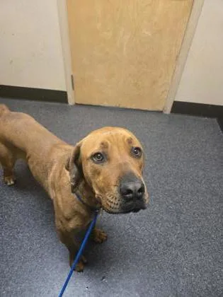 Luna The Love thumbnail 2