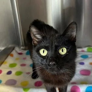 A young medium-sized female Black Domestic Short Hair cat named Lake for adoption in Knoxville, TN