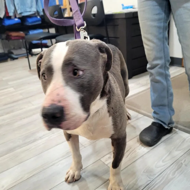 An adult large-sized female Mixed Breed dog named Nita for adoption in Allyn, WA