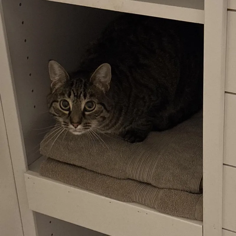 An adult small-sized female Brown / Chocolate Domestic Short Hair cat named Jolene for adoption in Rochester, MN