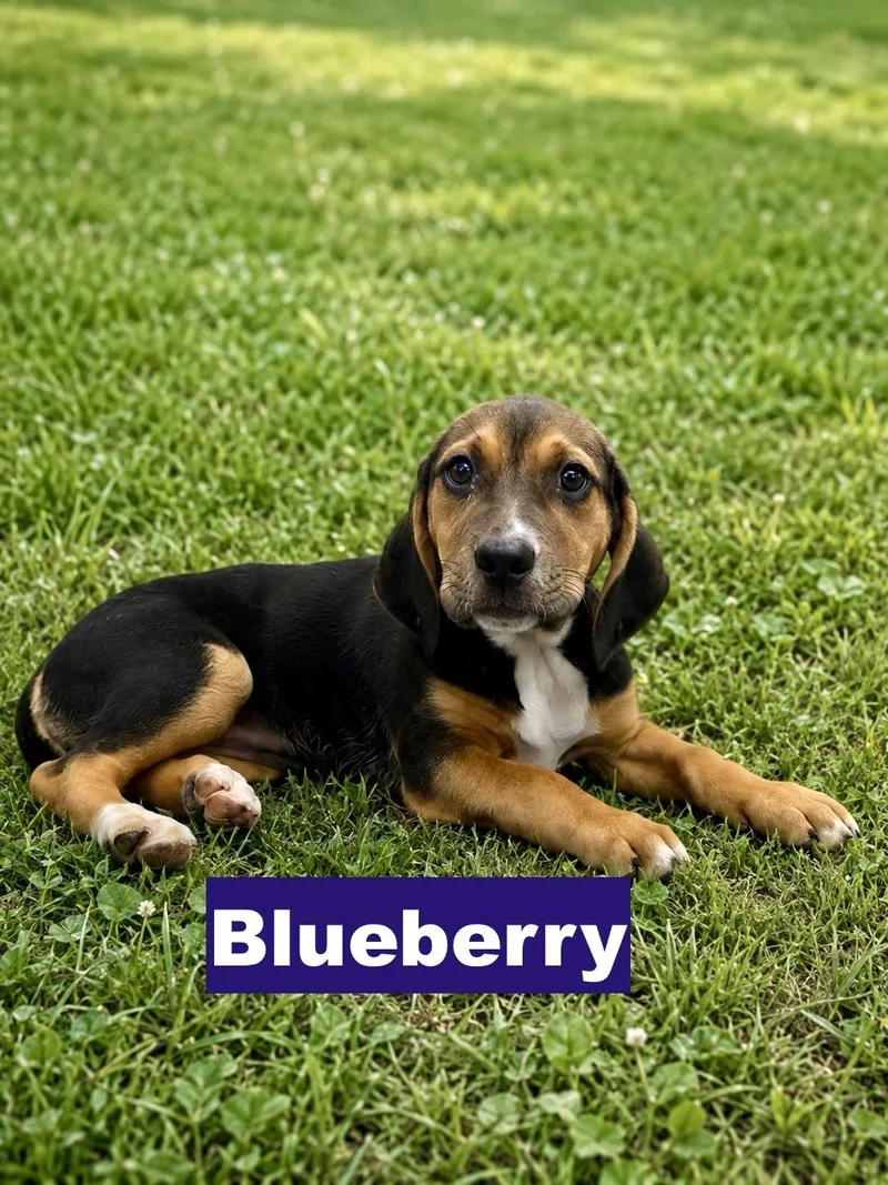A baby medium-sized female Tricolor (Brown, Black, & White) Beagle dog named Blueberry for adoption in Paramus, NJ