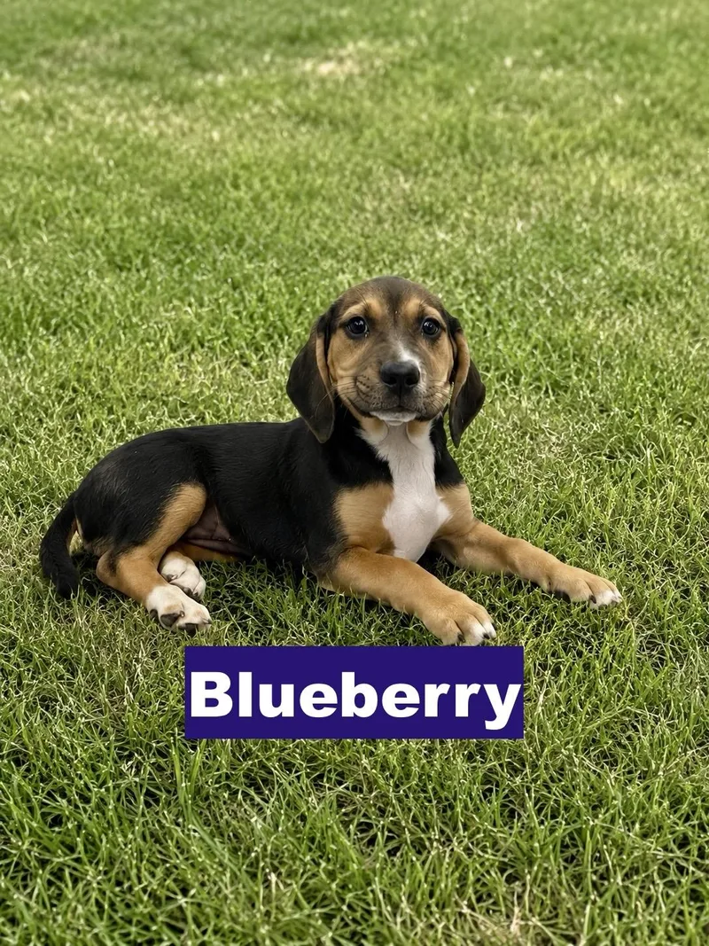 Blueberry thumbnail 2