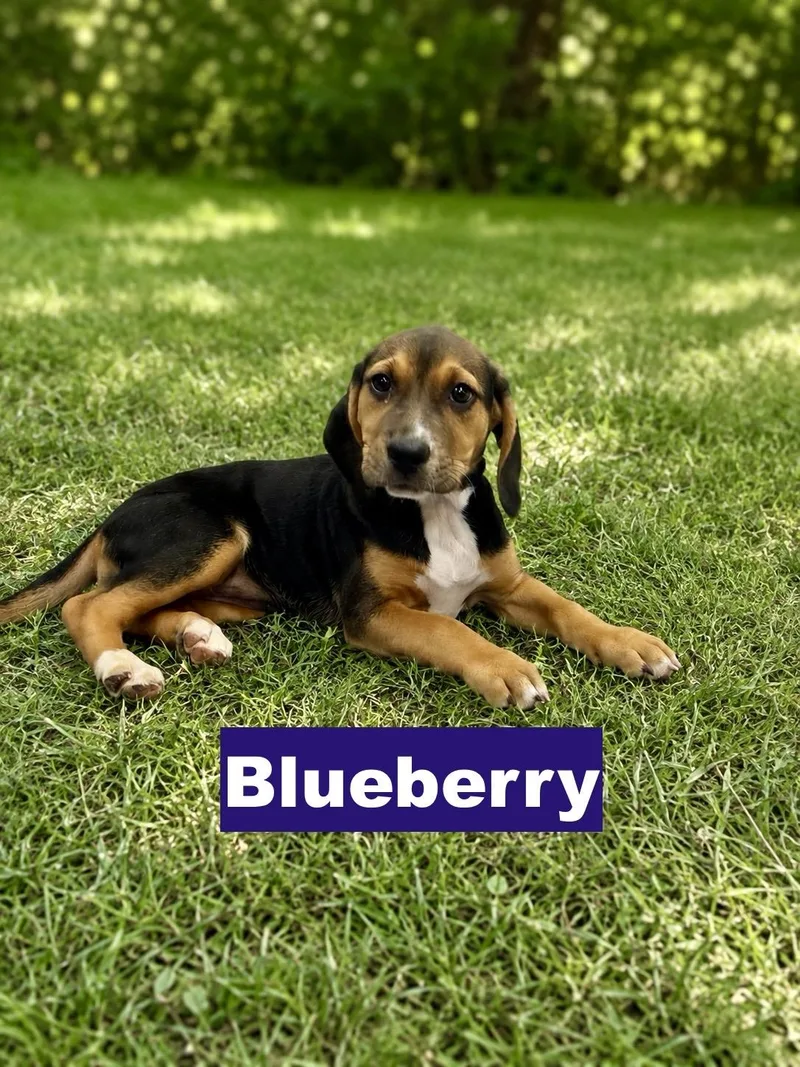 Blueberry thumbnail 3