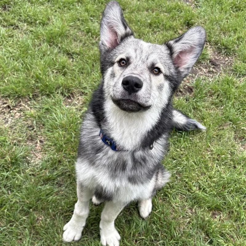 A young medium-sized male Husky dog named Porter for adoption in Dallas, TX
