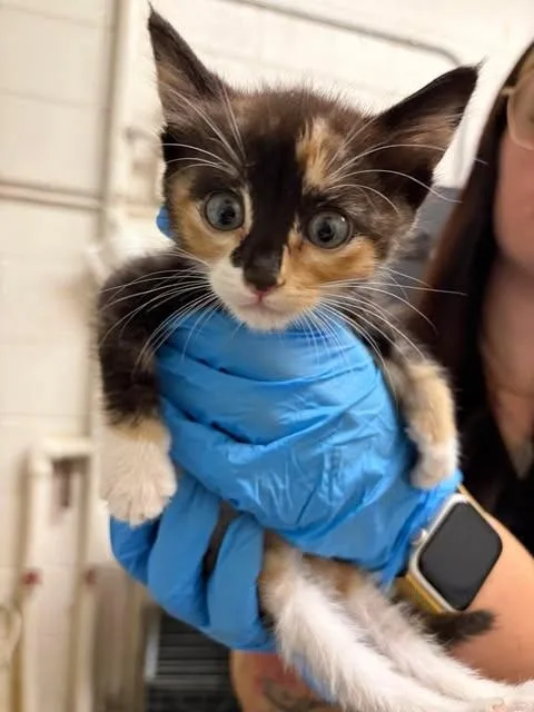A baby medium-sized female Calico Domestic Short Hair cat named Tortoise for adoption in Fruit Heights, UT