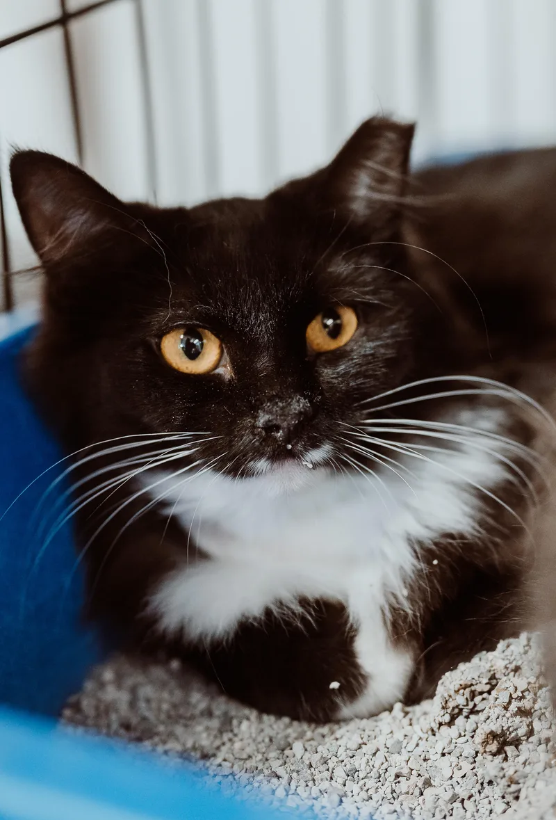 A young medium-sized female Black & White / Tuxedo Domestic Long Hair cat named Tuxie for adoption in Le Mars, IA