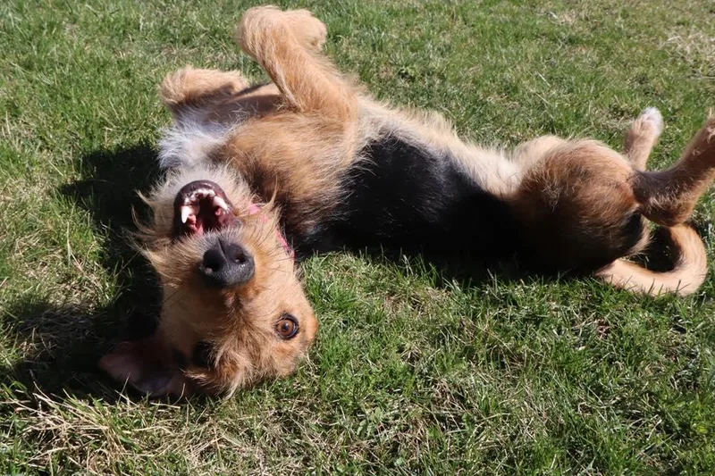 An adult medium-sized female Airedale Terrier dog named Della Rae for adoption in Racine, WI
