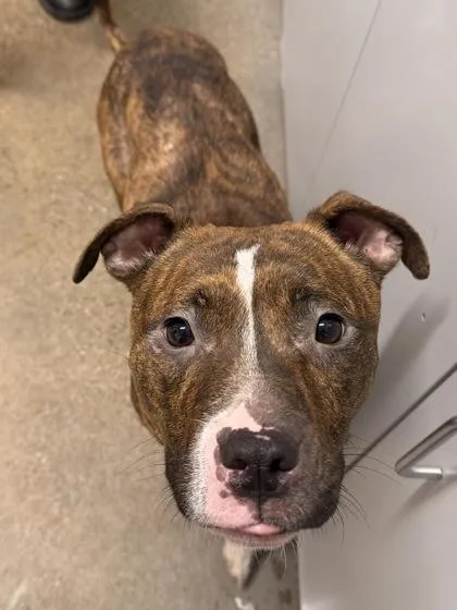 A baby medium-sized female Pit Bull Terrier dog named Margot for adoption in Cleveland, OH