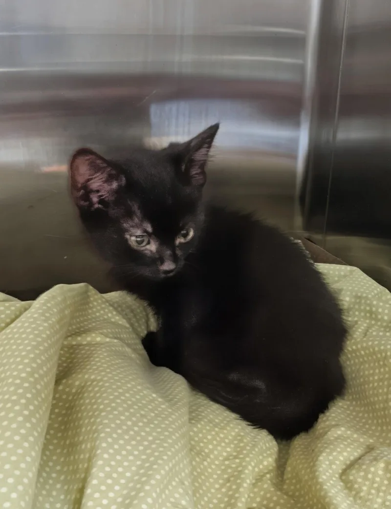 A baby medium-sized male Domestic Short Hair cat named Ekkoe for adoption in Trenton, NJ