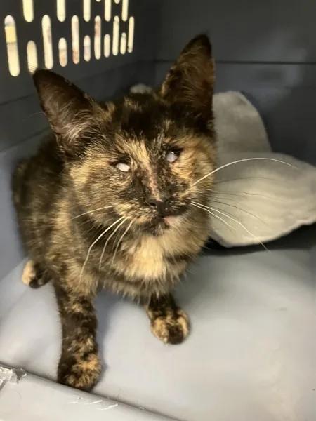 A young medium-sized female Domestic Short Hair cat named Agatha for adoption in Napa, CA