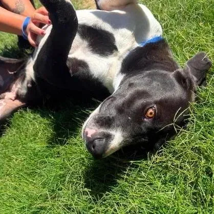 An adult large-sized female Black Mixed Breed dog named Nicky for adoption in Brownsboro, AL