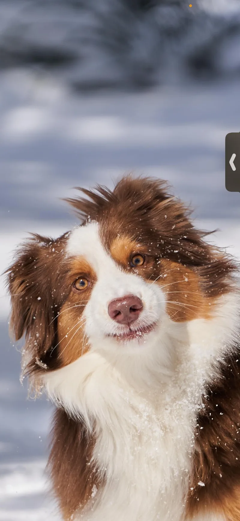 An adult medium-sized male Australian Shepherd dog named Fitz for adoption in Dallas, TX