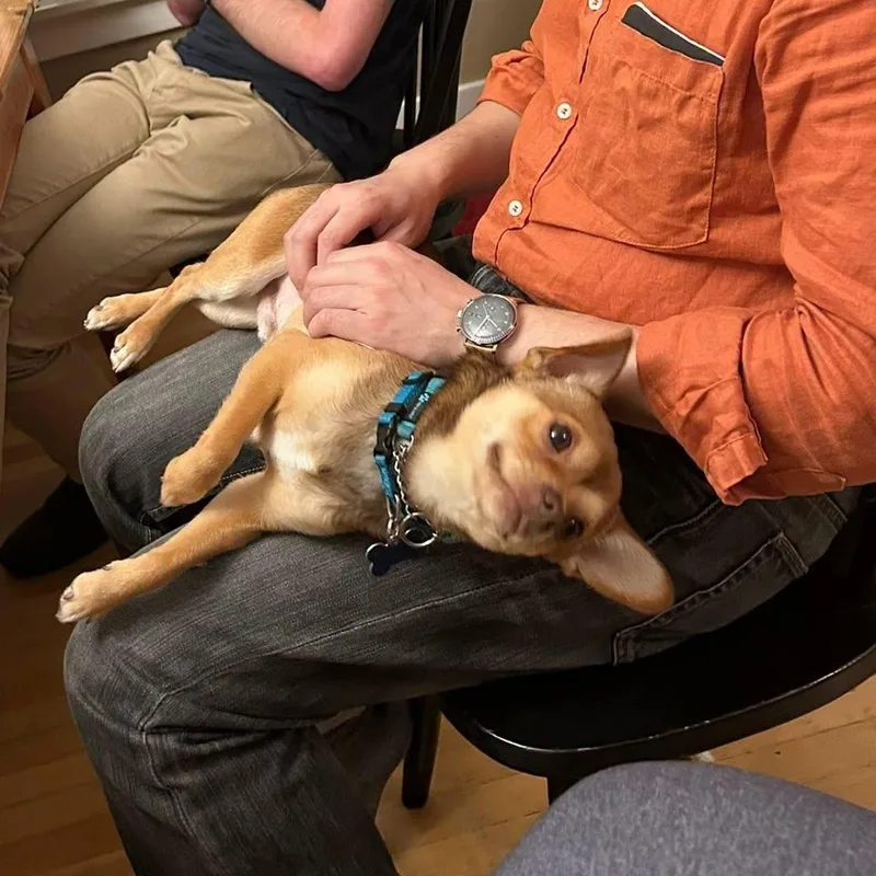A young small-sized male Brown / Chocolate Chihuahua dog named Taco for adoption in Covington, WA