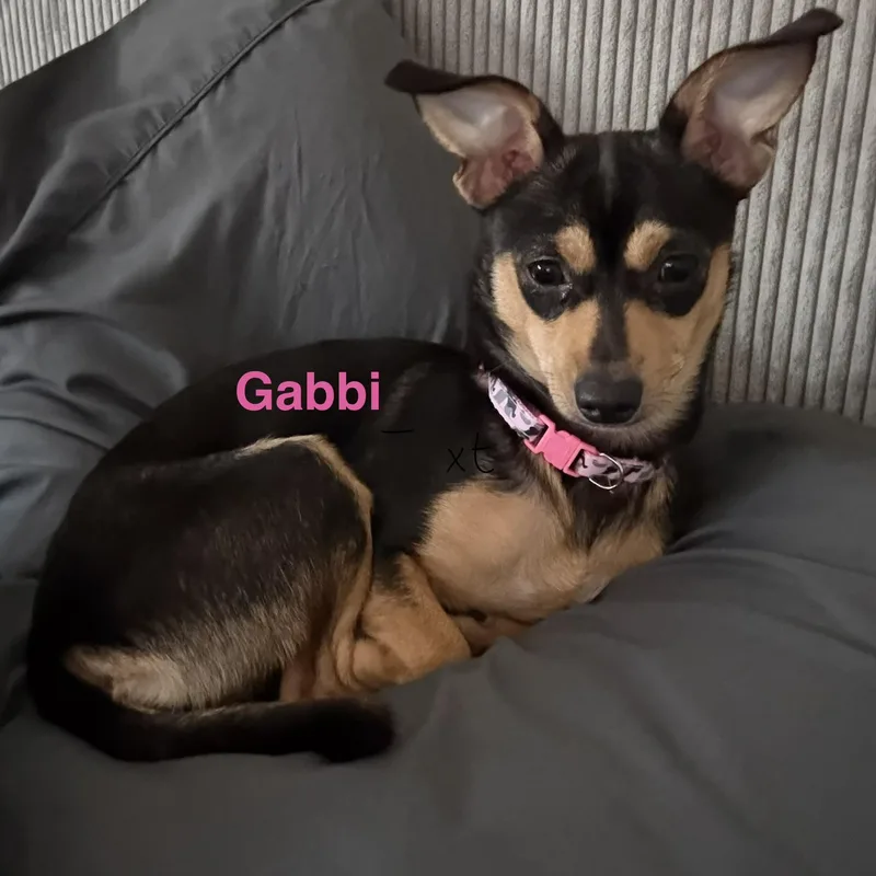 A young small-sized female Black Chihuahua dog named Gabbi for adoption in Henderson, NV