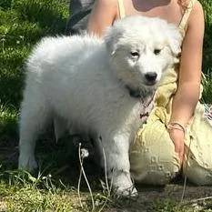 A baby large-sized female White / Cream Great Pyrenees dog named Daisy for adoption in Overland Park, KS