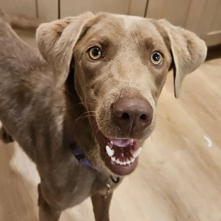 A young medium-sized female Gray / Blue / Silver Labrador Retriever dog named Sophie for adoption in La Grange, KY