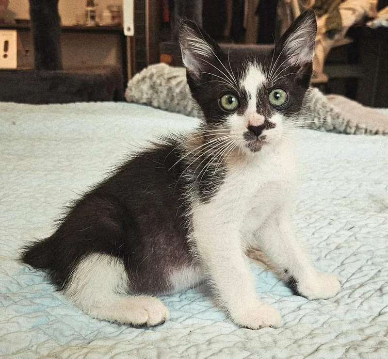 A baby small-sized male Domestic Short Hair cat named Jaga for adoption in WARNER ROBINS, GA