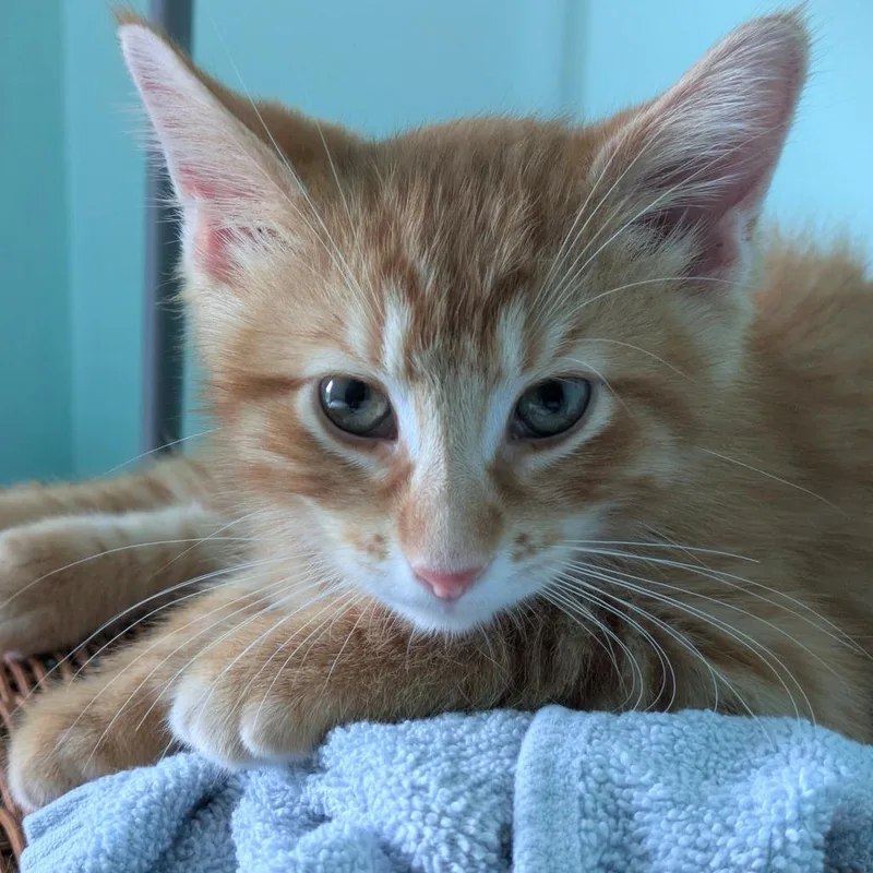 A baby small-sized male Orange / Red Domestic Short Hair cat named Knicks for adoption in Chicago, IL